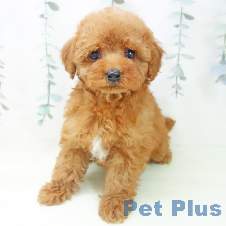 トイ・プードル