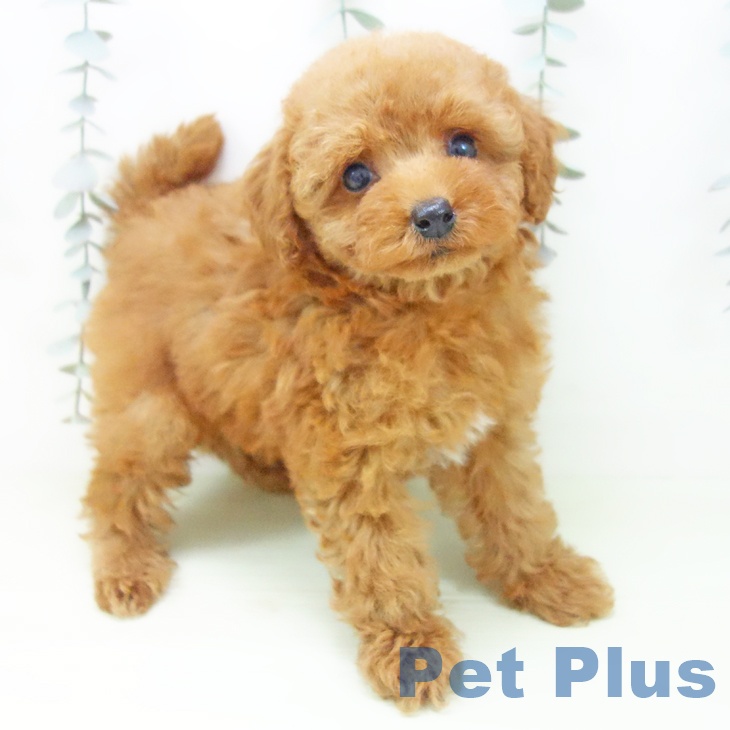 トイ・プードルの写真2