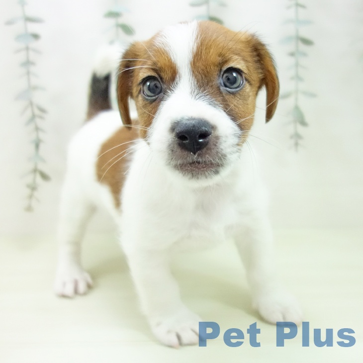 ジャック・ラッセル・テリア