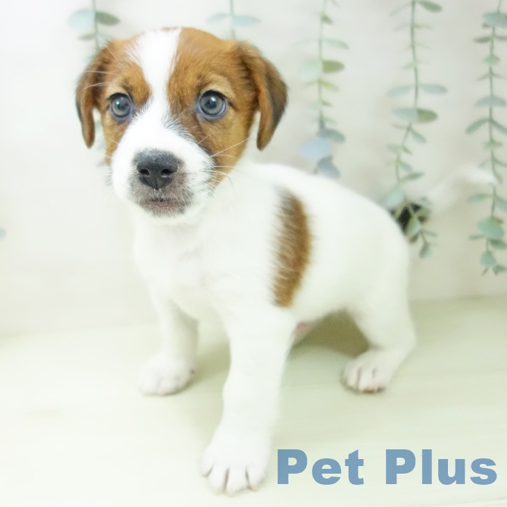 ジャック・ラッセル・テリア