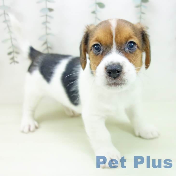 ジャック・ラッセル・テリア