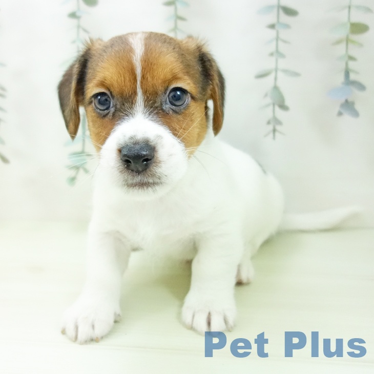 ジャック・ラッセル・テリアの写真2