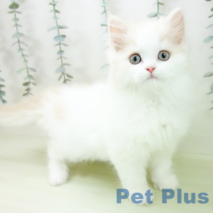 スコティッシュフォールド