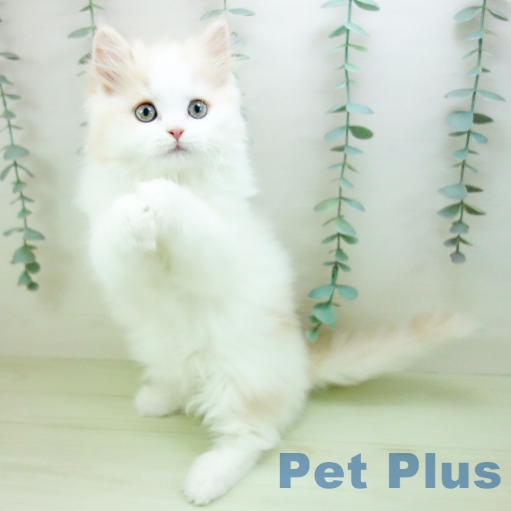 スコティッシュフォールドの写真2