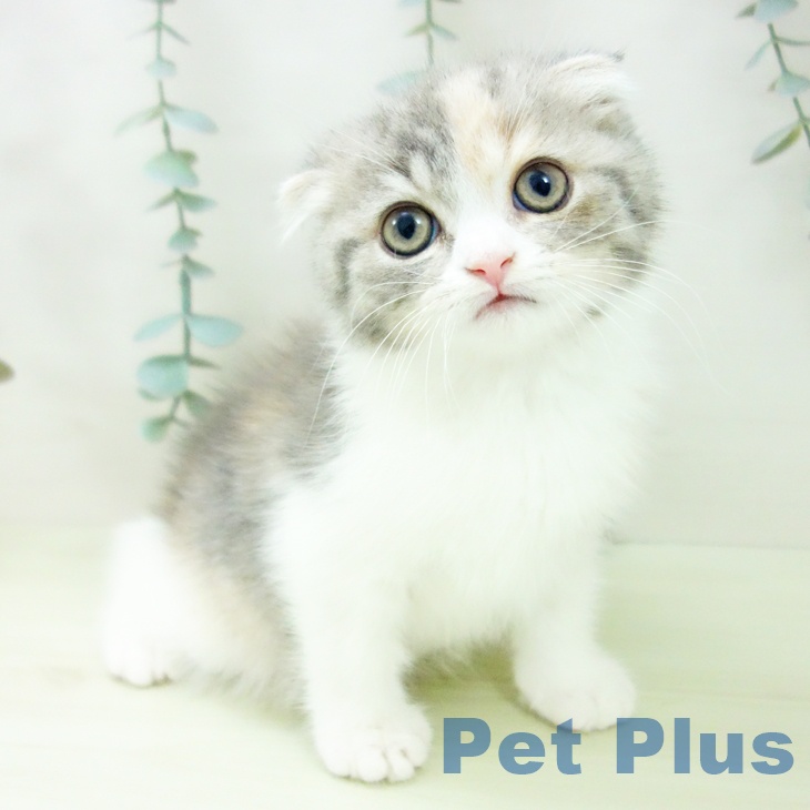 スコティッシュフォールドの写真2