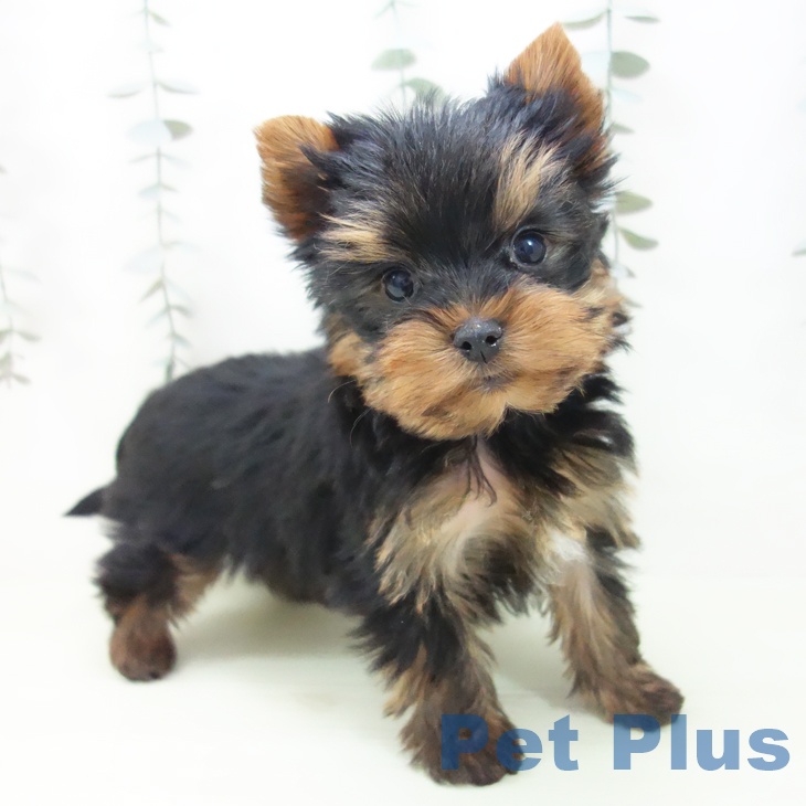 ヨークシャー・テリア