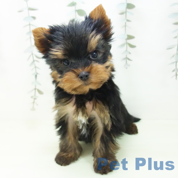 ヨークシャー・テリアの写真2