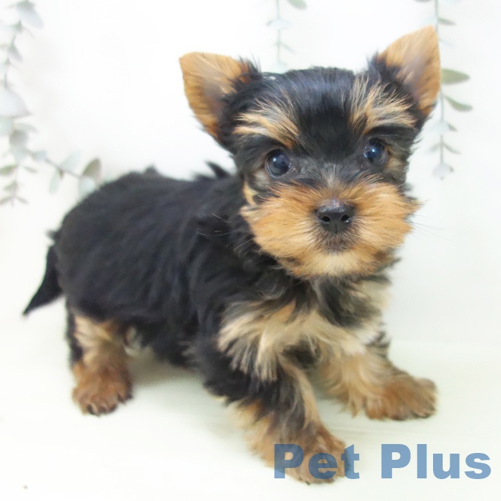 ヨークシャー・テリア