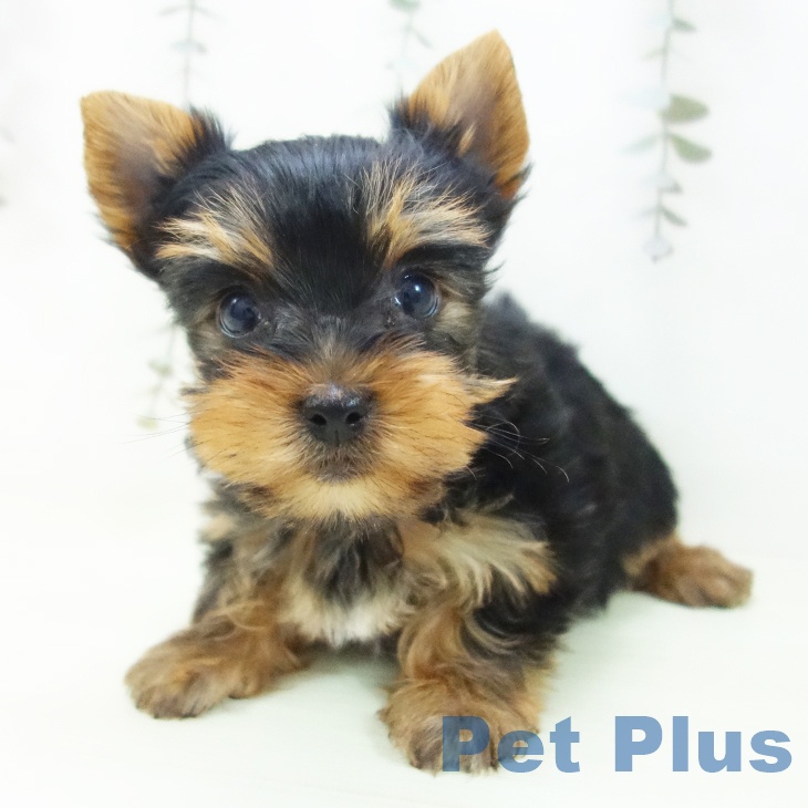 ヨークシャー・テリア