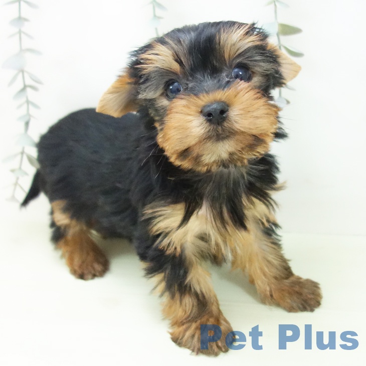 ヨークシャー・テリア