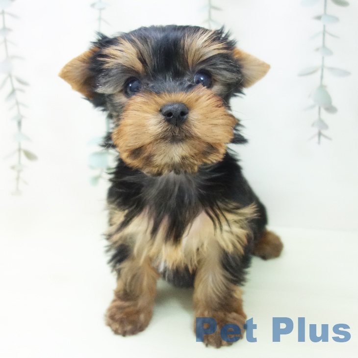 ヨークシャー・テリア