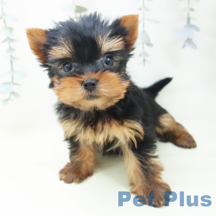 ヨークシャー・テリアの写真2