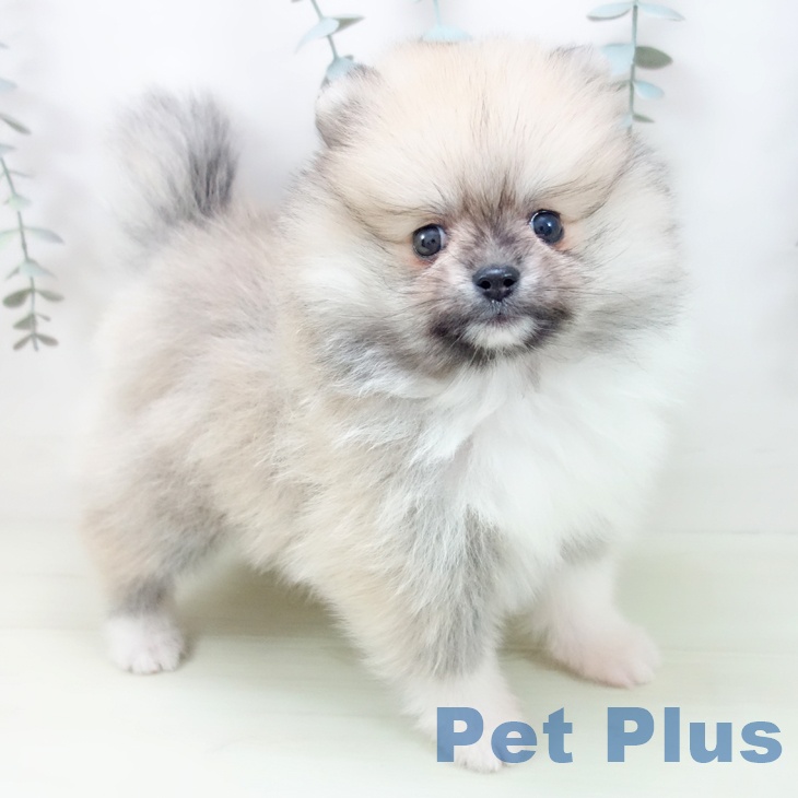 ポメラニアン