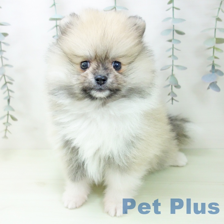 ポメラニアンの写真2