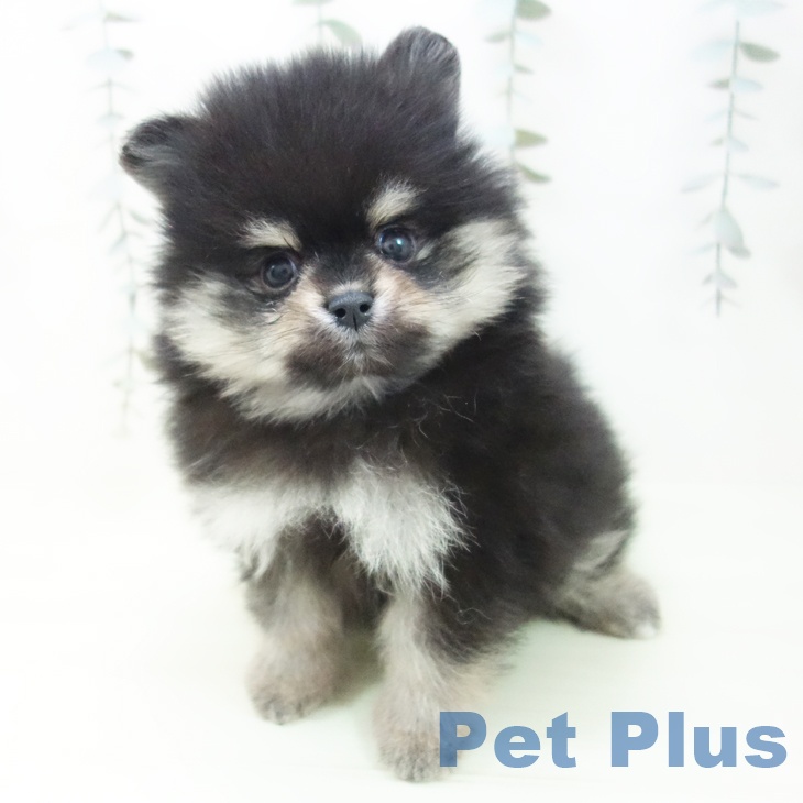 ポメラニアンの写真2