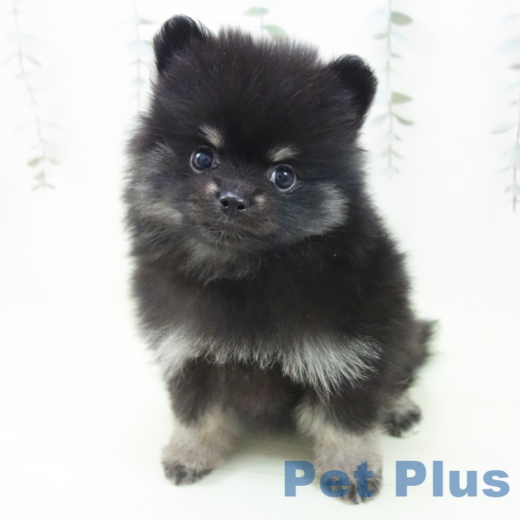 ポメラニアンの写真2