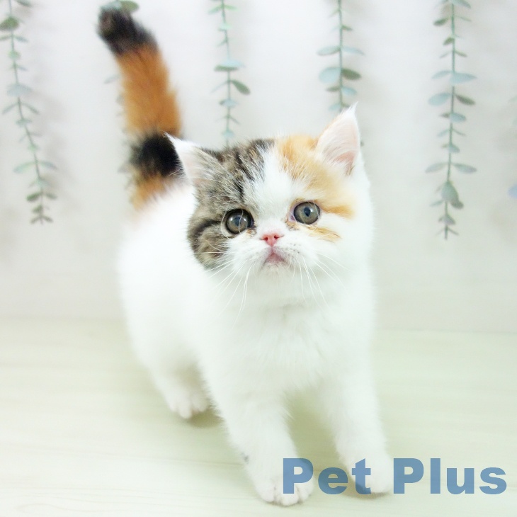 エキゾチックの写真2