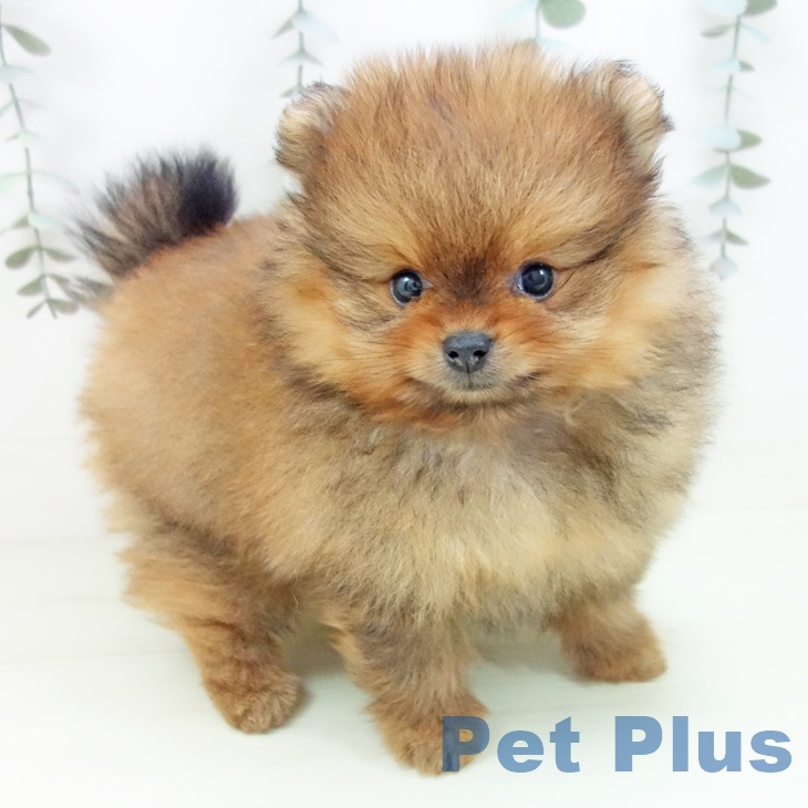ポメラニアンの写真2