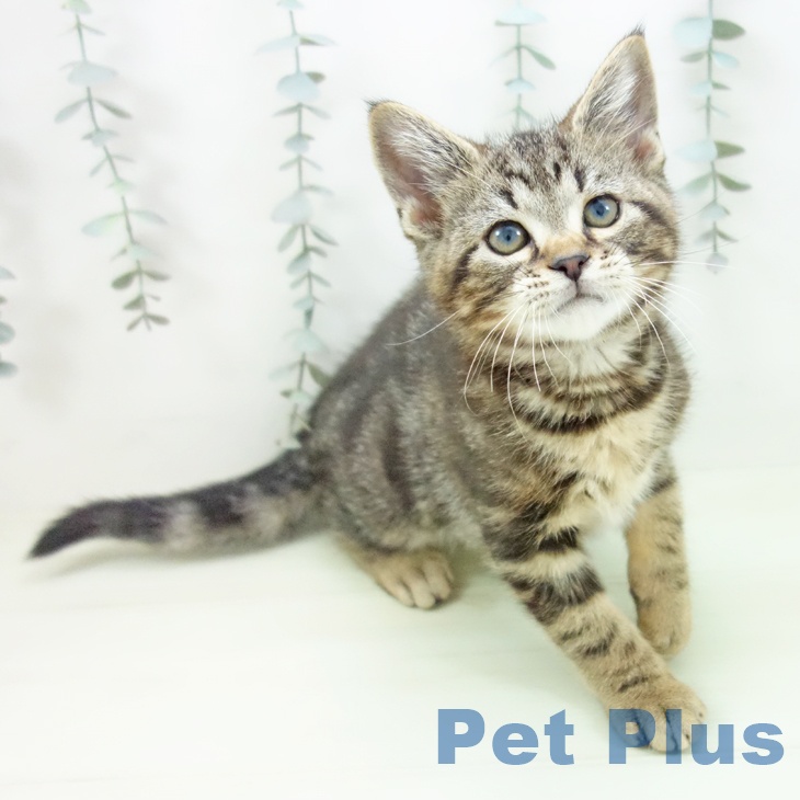 アメリカンショートヘア