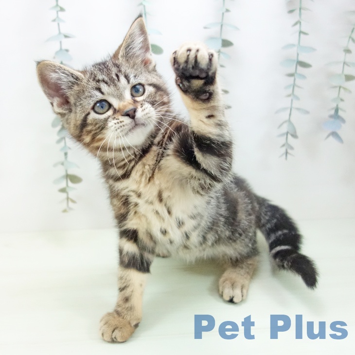 アメリカンショートヘア