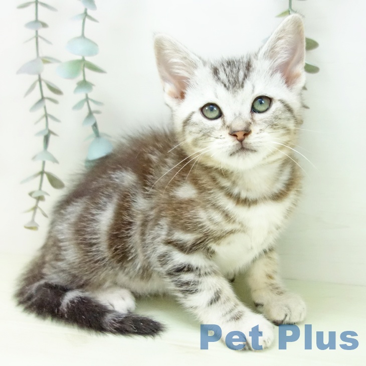 アメリカンショートヘアの写真2