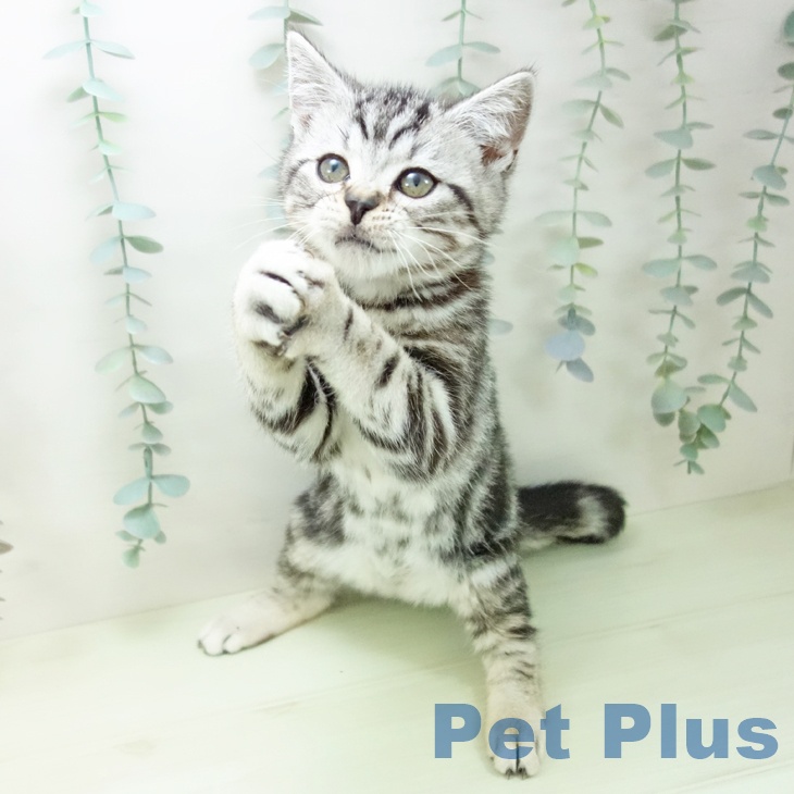 アメリカンショートヘアの写真2