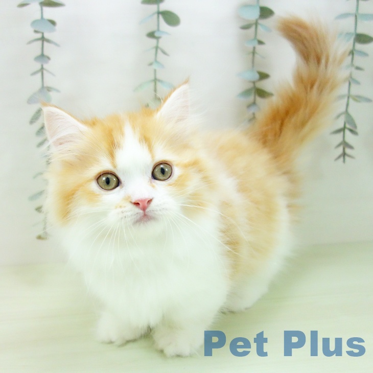 ミヌエットの写真2