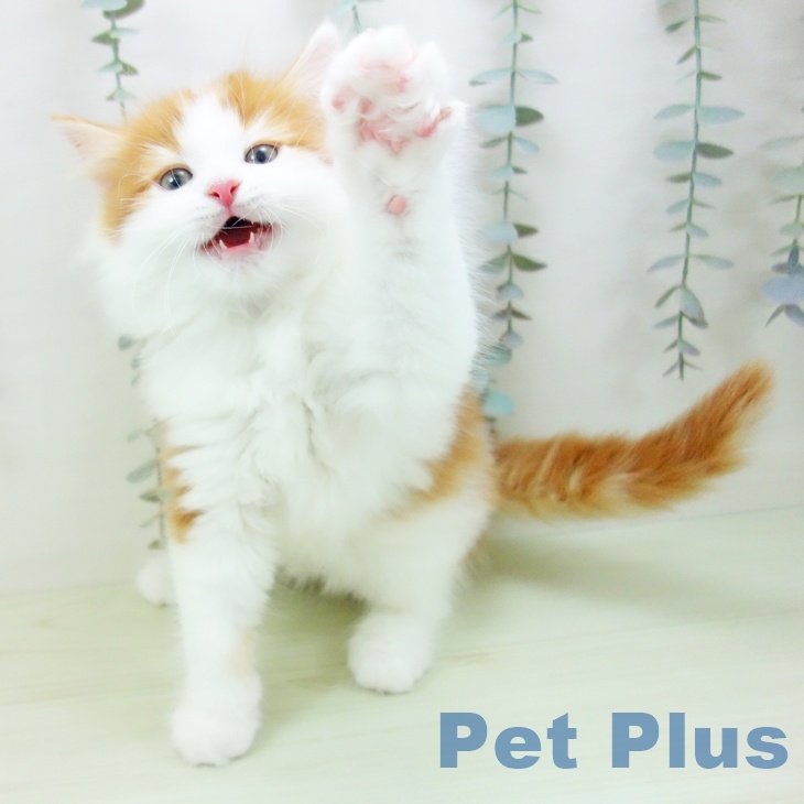 サイベリアンの写真2