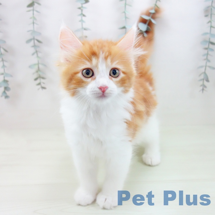 サイベリアンの写真2