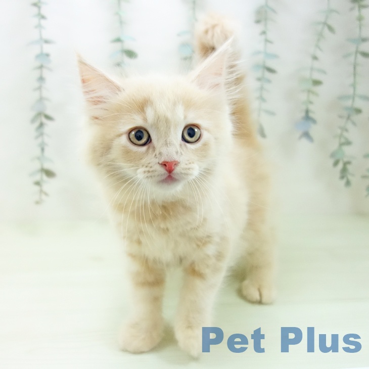 サイベリアンの写真2