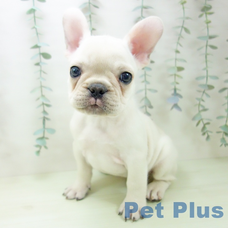 フレンチ・ブルドッグの写真2