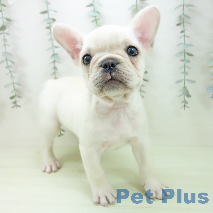 フレンチ・ブルドッグ