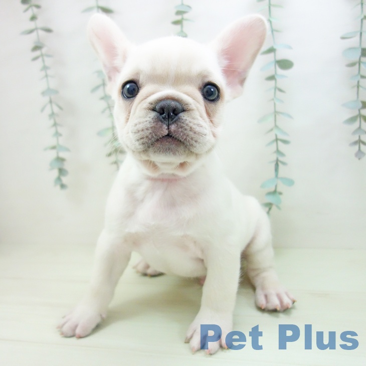フレンチ・ブルドッグの写真2