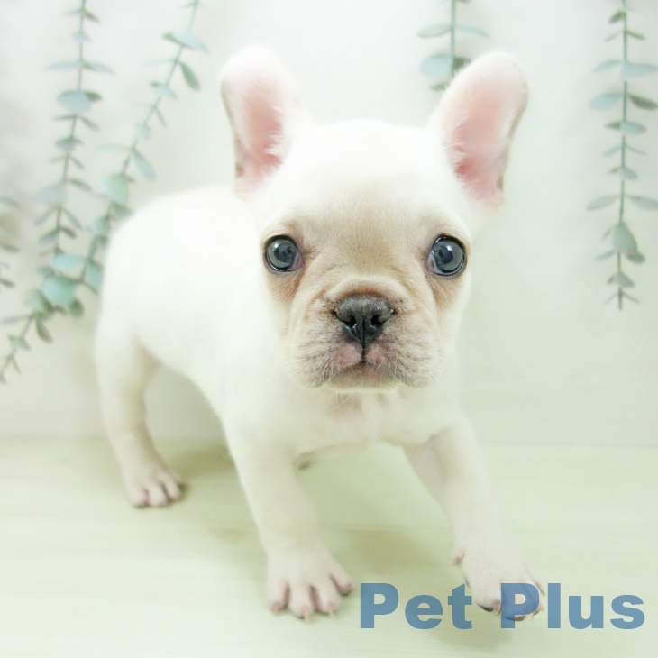 フレンチ・ブルドッグ