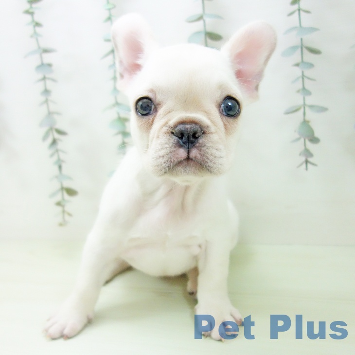 フレンチ・ブルドッグの写真2