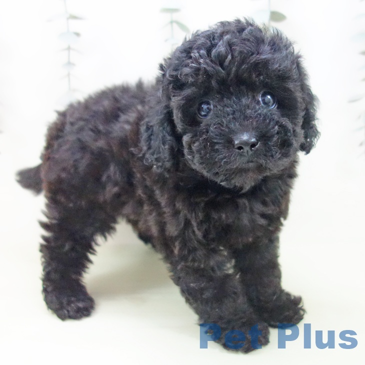 トイ・プードル