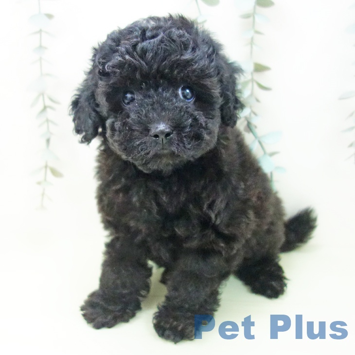 トイ・プードルの写真2