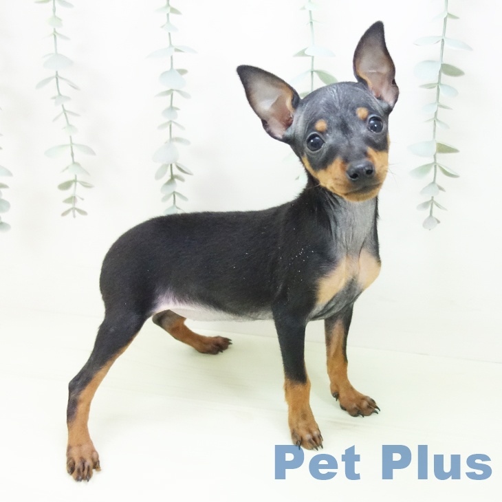 ミニチュア・ピンシャー