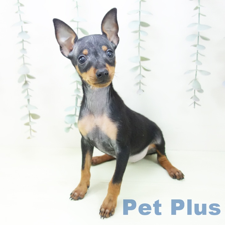 ミニチュア・ピンシャーの写真2