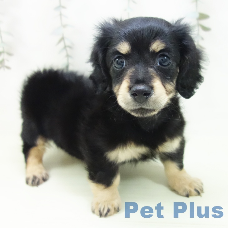 カニーンヘン・ダックスフンド