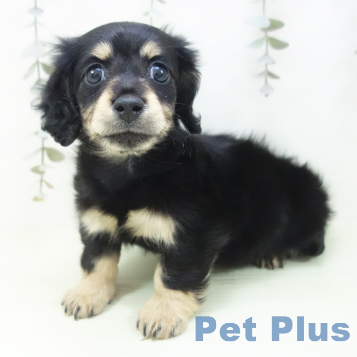 カニーンヘン・ダックスフンドの写真2