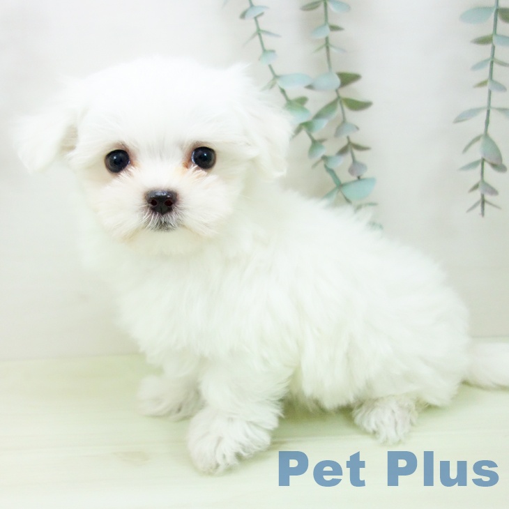 マルチーズの写真2