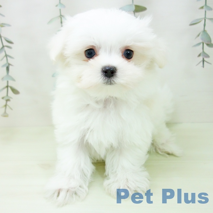 マルチーズの写真2