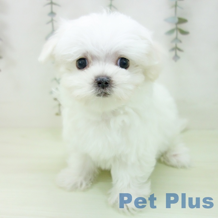 マルチーズの写真2