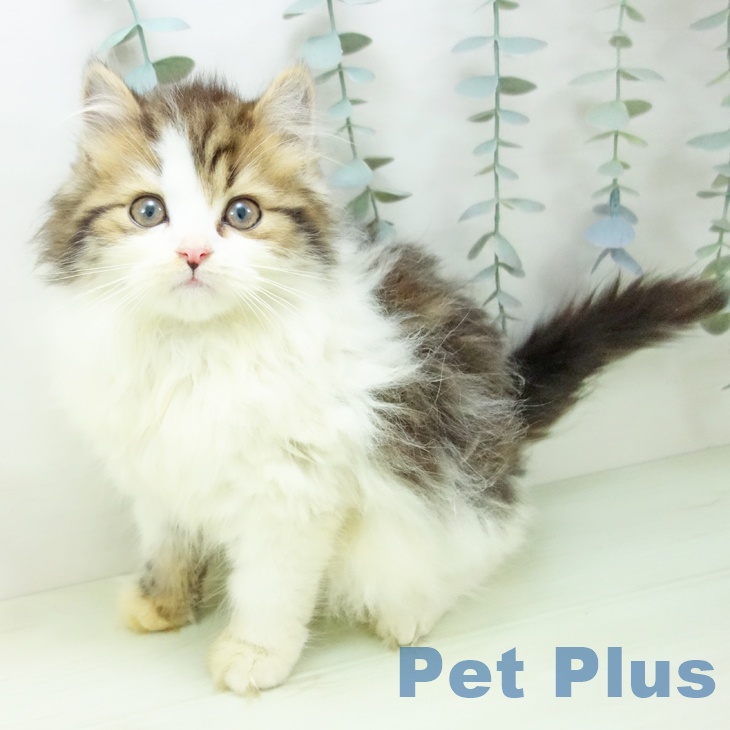 スコティッシュフォールドの写真2