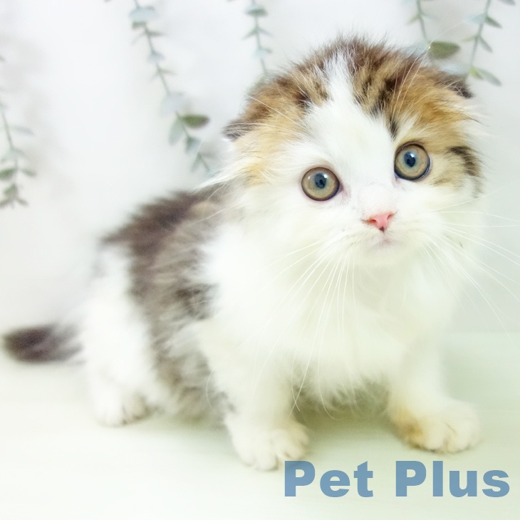 スコティッシュフォールド