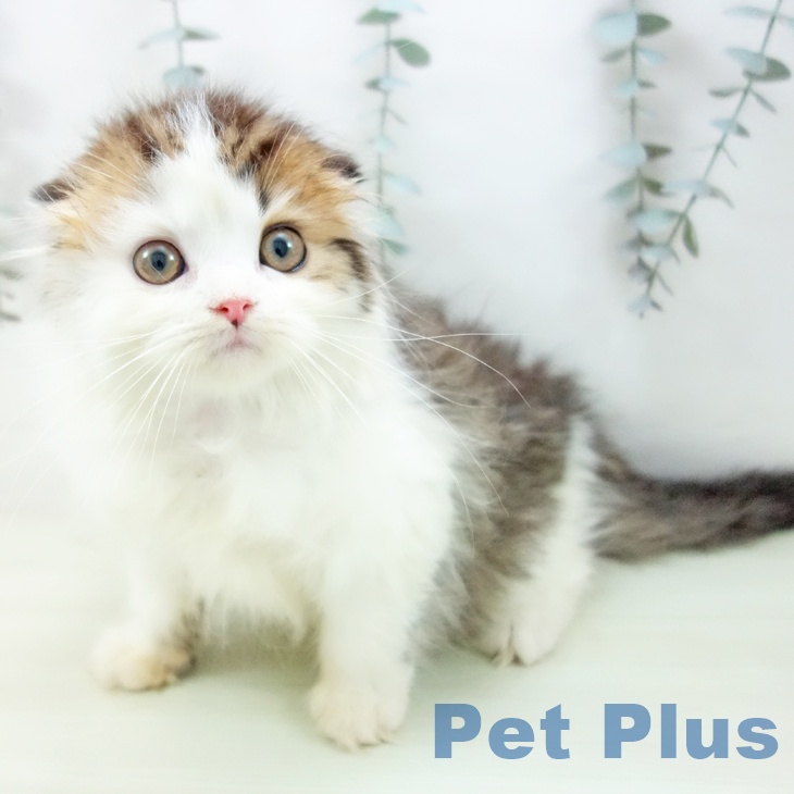 スコティッシュフォールドの写真2