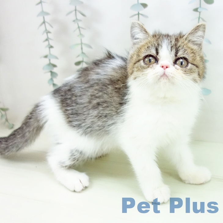 エキゾチックの写真2