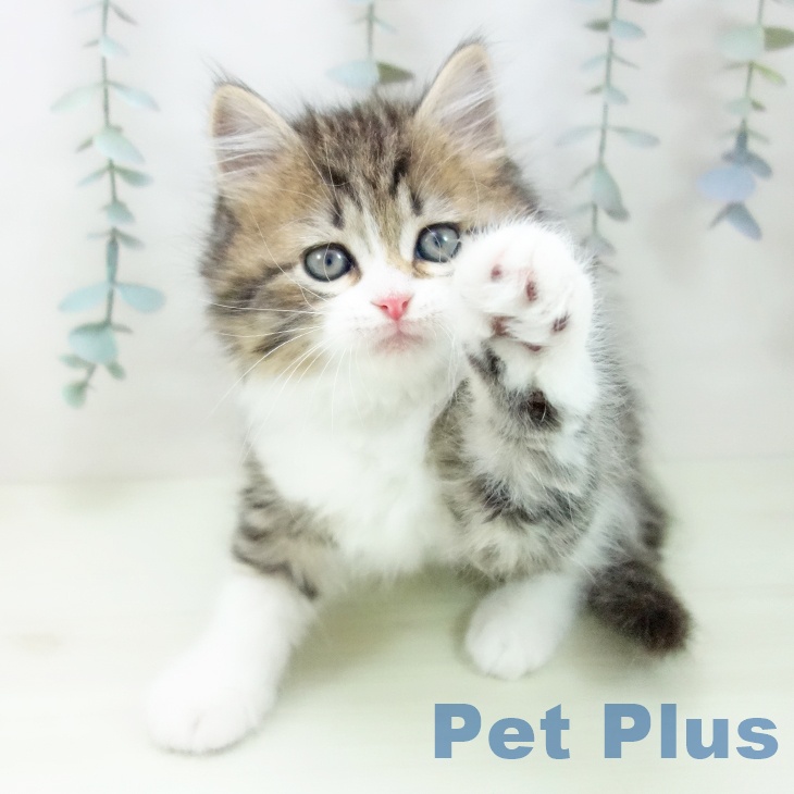 ラガマフィンの写真2