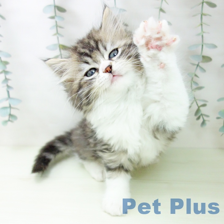 ラガマフィンの写真2